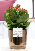Kalanchoe Rot In P&PURE Juliette Ceramics Goldbronze, Ø12 cm, 27 cm