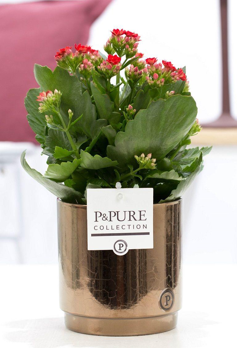 Kalanchoe Rot In P&PURE Juliette Ceramics Goldbronze, Ø12 cm, 27 cm