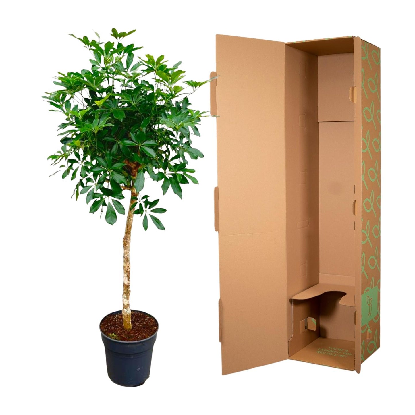 Schefflera auf Stamm – 170cm – Ø35