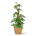 Mini Fensterblatt, Monstera Minima Moosstab, Grün, Pflegeleicht, 1 Pflanze, mit Korb, Topf 19 cm, 90 cm