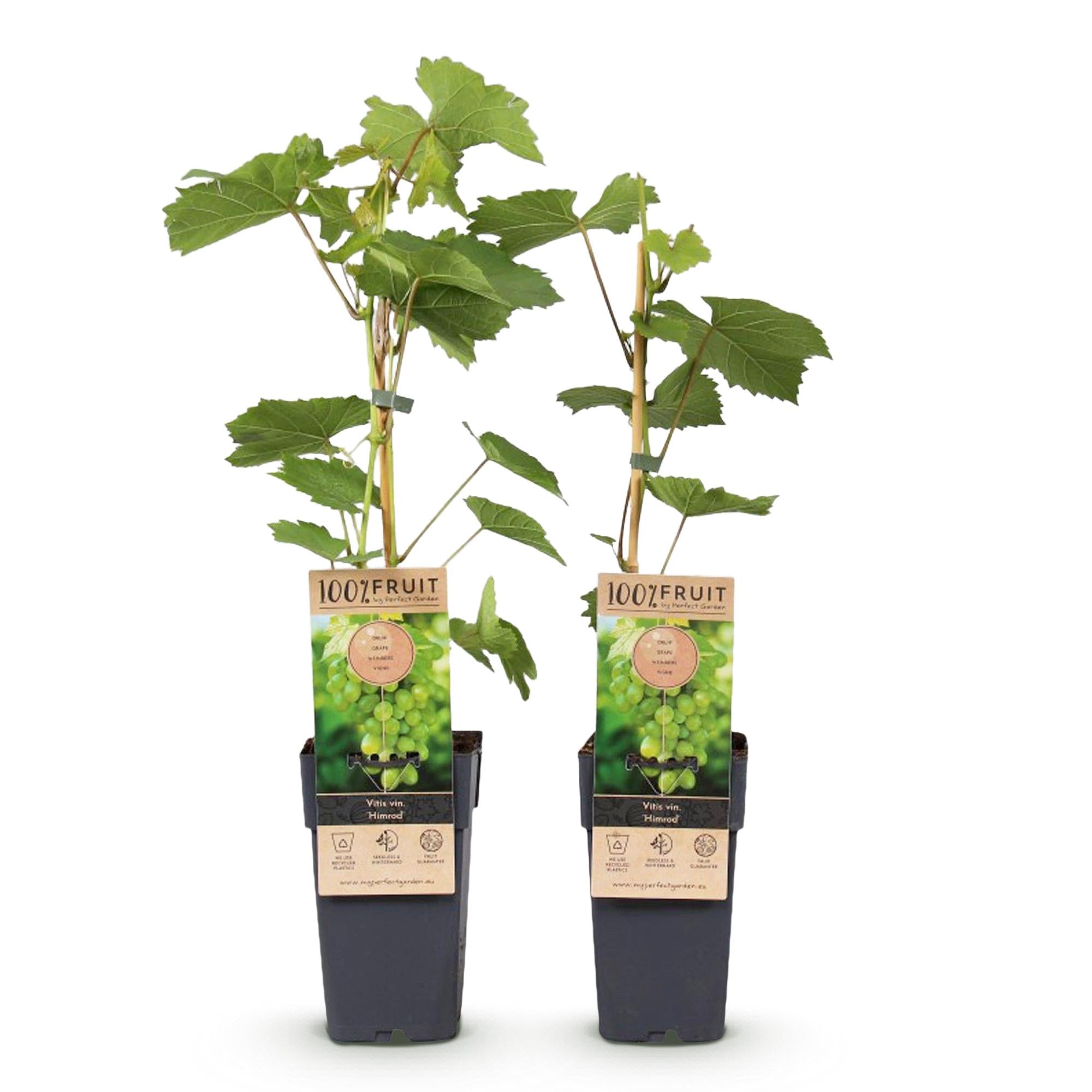Obstpflanze, Vitis vinifera Himrod, Weintraubenpflanze, Kernenlos, Weiße Traube, 2 Pflanzen, Topf 15 cm, 50 cm