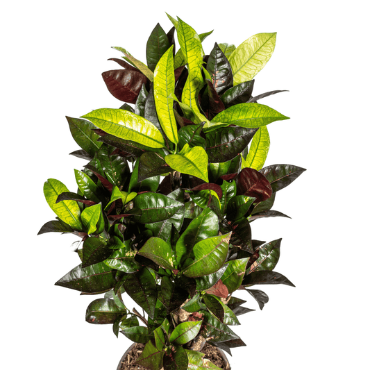 Codiaeum 'Croton' Iceton Ø21cm - ↕60 - 80cm - Botanic-Vibes