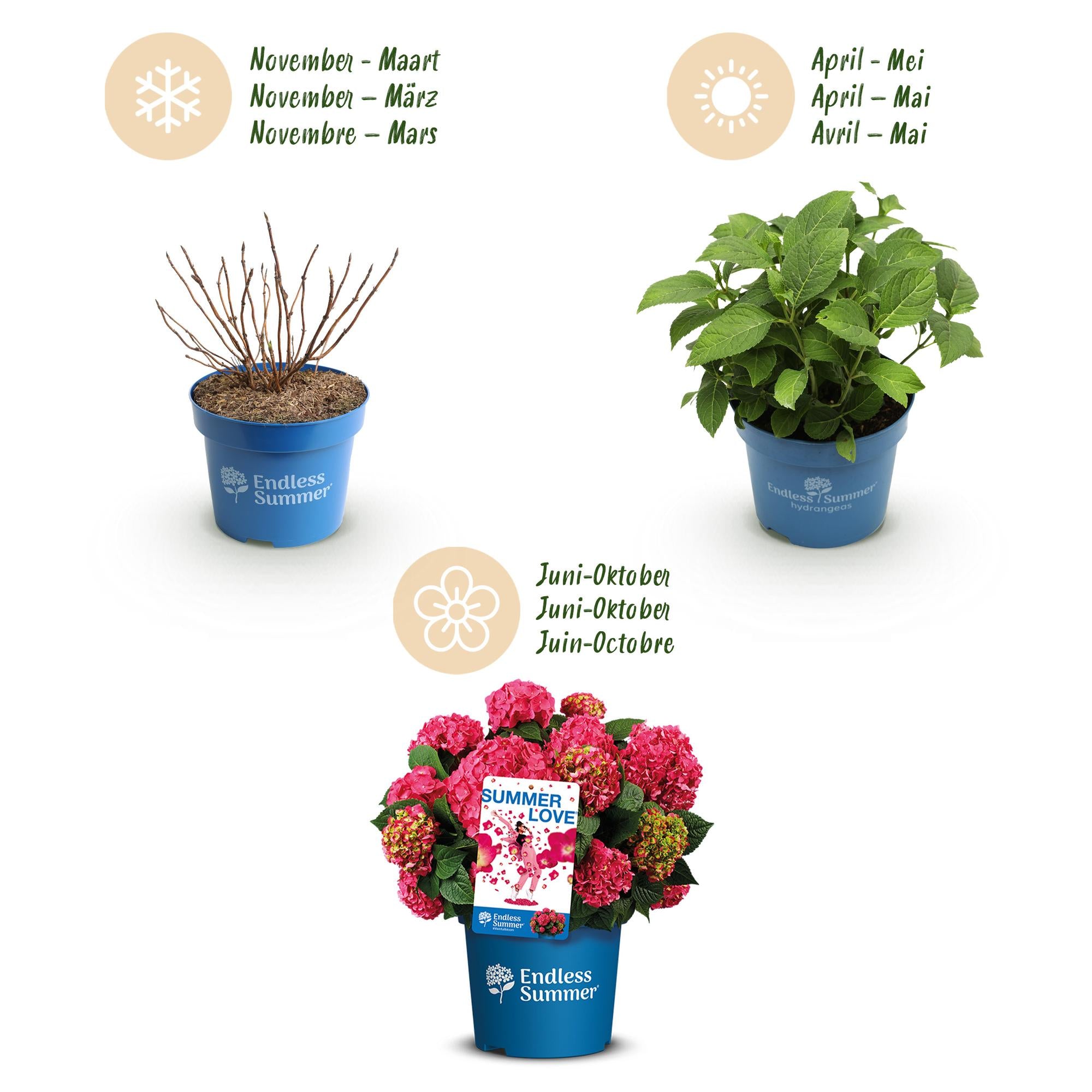 Hydrangea Endless Summer Summer Love Rot, Hortensie, Winterhart, Rot, 1 Pflanze, Topf 14 cm, 20-25 cm