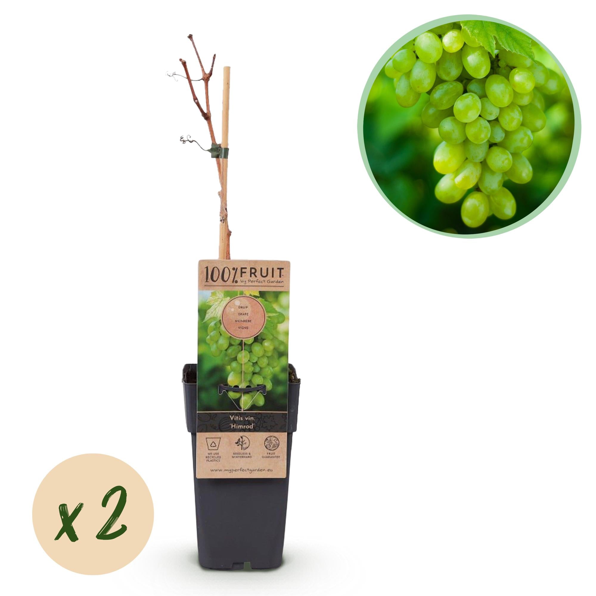 Obstpflanze, Vitis vinifera Himrod, Weintraubenpflanze, Kernenlos, Weiße Traube, 2 Pflanzen, Topf 15 cm, 50 cm