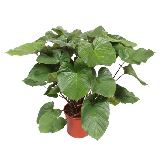 Homalomena rubescens 'Maggy' – 130 cm – Ø34