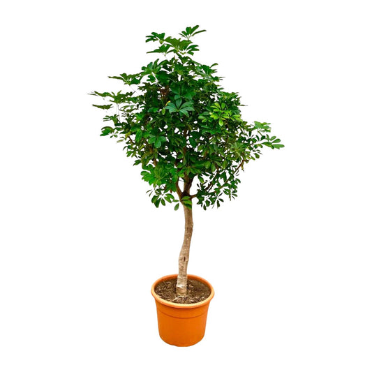 Schefflera auf Stamm – 210cm – Ø45