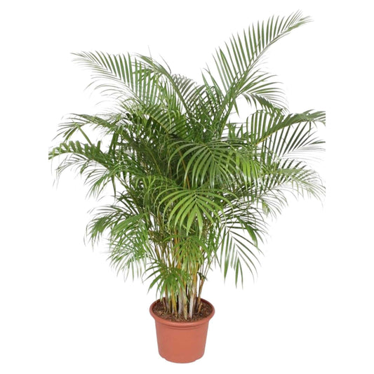 Dypsis lutescens (Areca-Palme) – 200 cm – Ø40 - Botanic-Vibes