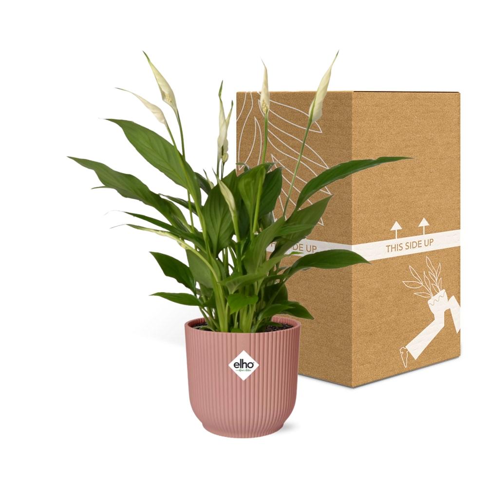 Spathiphyllum 12 cm Torelli im ELHO Vibes Fold, 14 cm, rosa