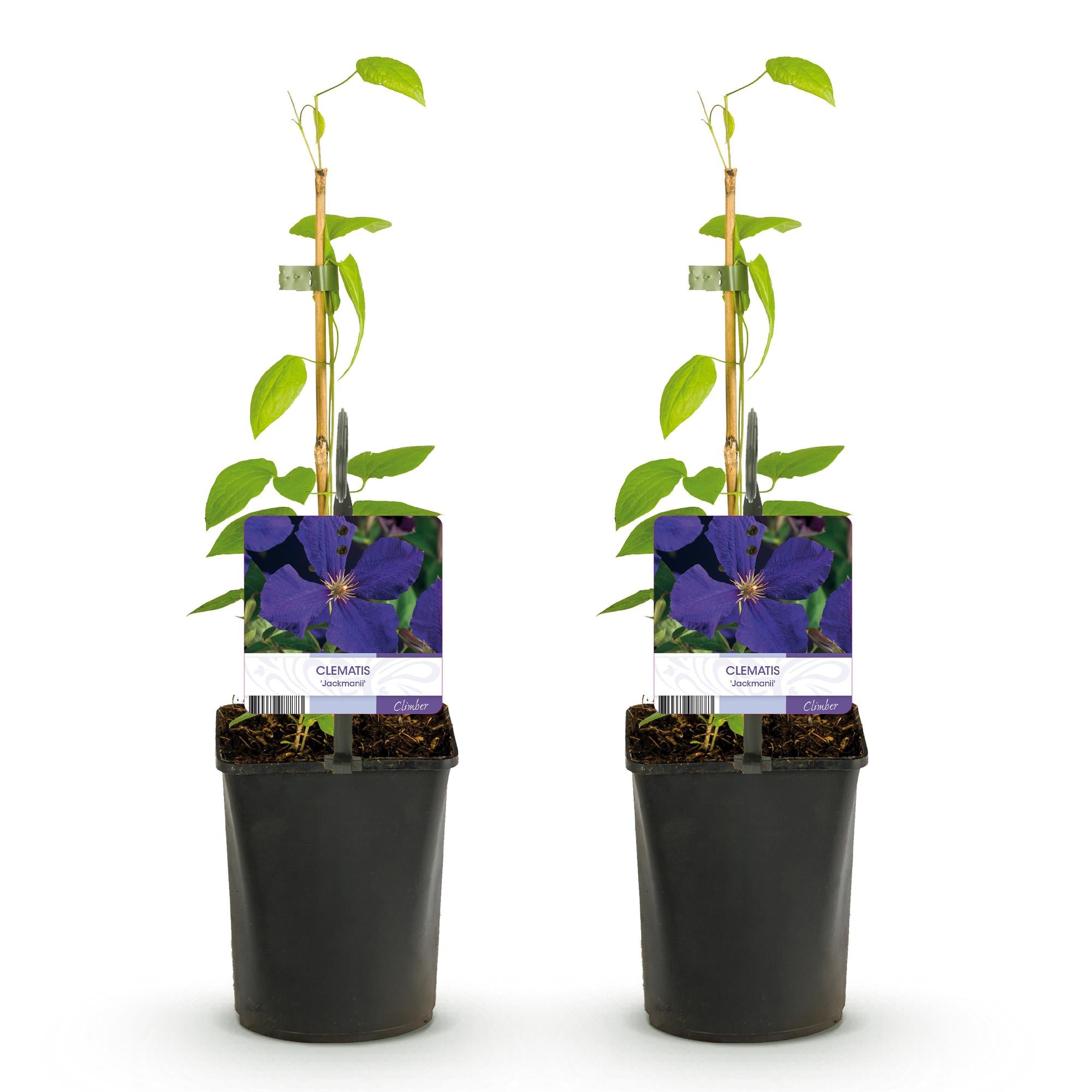 Kletterpflanze, Clematis Jackmanii, Blüte Blau, Wenig Pflege, 2 Pflanzen, Topf 11 cm 40 cm