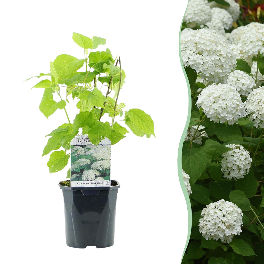 Rispenhortensie, Hydrangea arborescens Annabelle, Blüte Weiß, 1 Pflanze, Laubabwerfend, Große Blüten, Topf 17 cm 50 cm