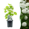 Rispenhortensie, Hydrangea arborescens Annabelle, Blüte Weiß, 1 Pflanze, Laubabwerfend, Große Blüten, Topf 17 cm 50 cm