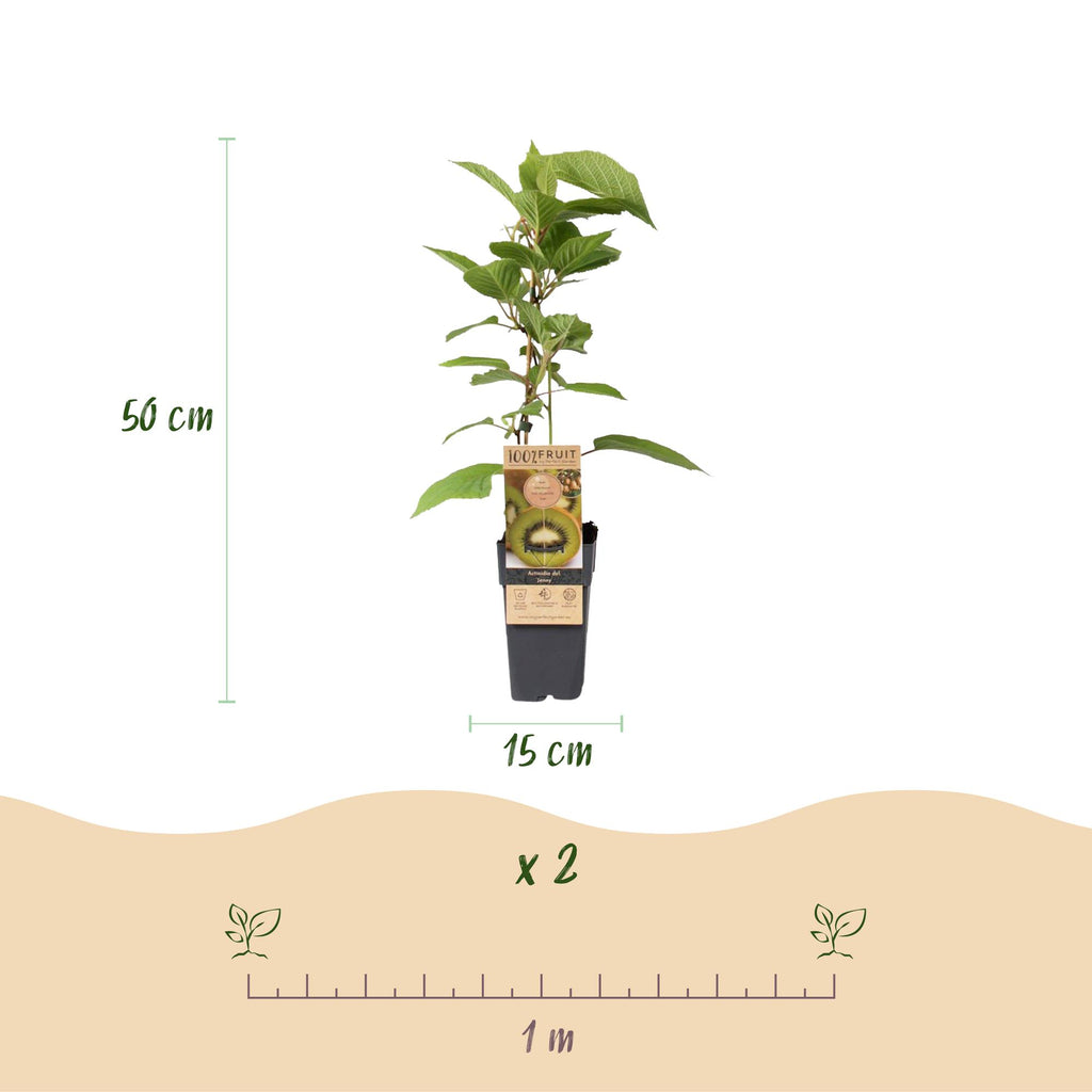 Obstpflanze, Actinidia deliciosa Jenny, Kiwi-Pflanze, Selbstbestäubend, Grüne Frucht, 2 Pflanzen, Topf 15 cm, 50 cm