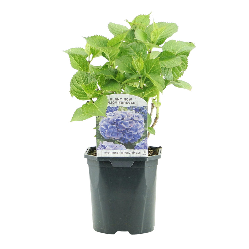 Hortensie, Hydrangea macrophylla Blau, Blüte Blau, 1 Pflanze, Laubabwerfend, Wenig Pflege, Topf 17 cm 30 cm