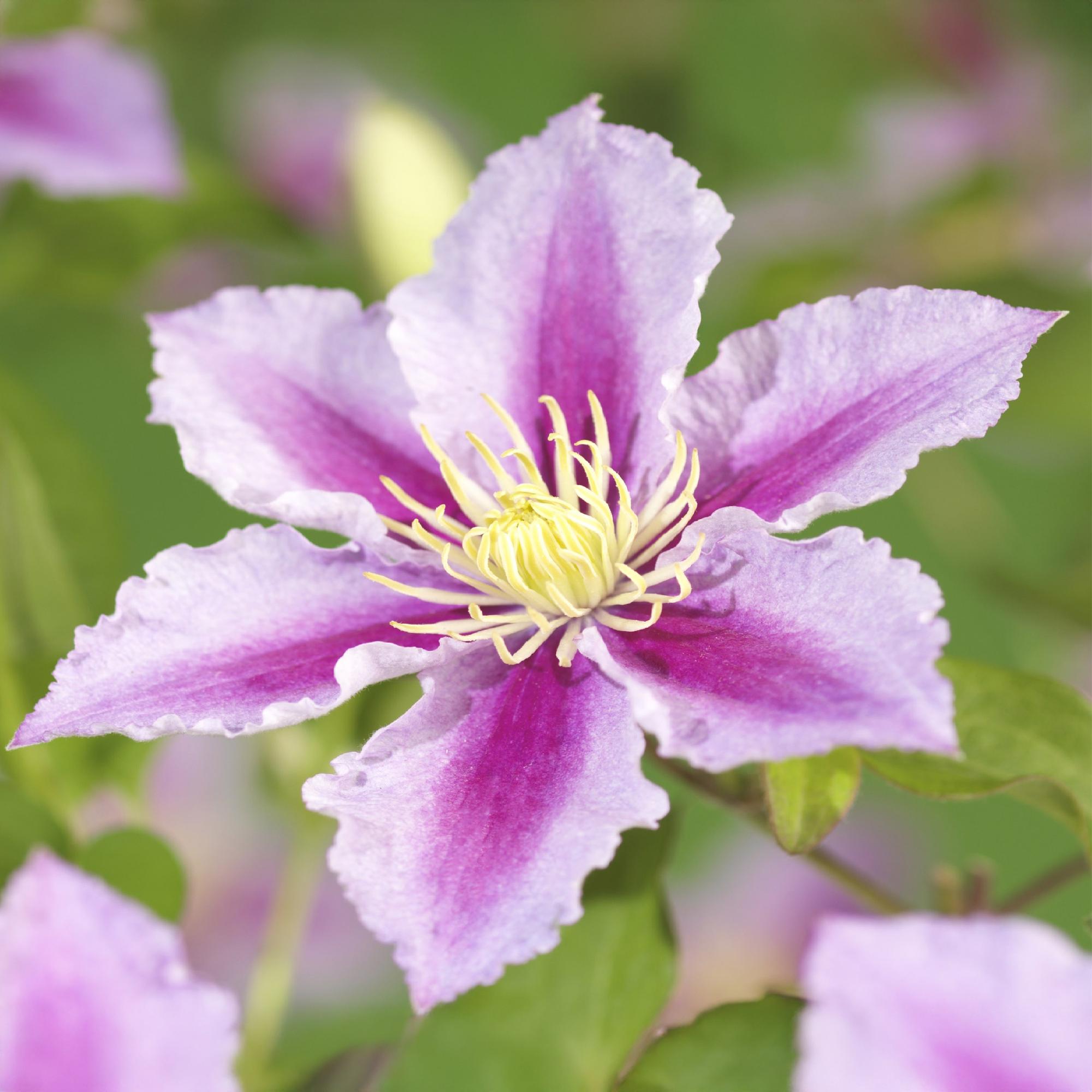 Kletterpflanze, Clematis Piilu, Blüte Rosa, Wenig Pflege, 2 Pflanzen, Topf 11 cm 40 cm