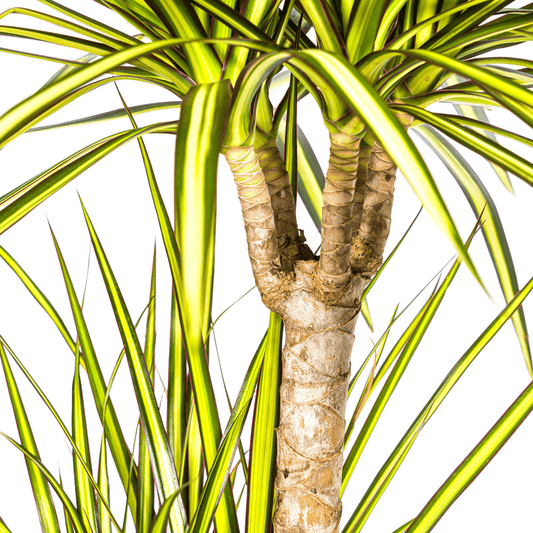 Dracaena Marginata Sunray Ø21cm - ↕100-110cm - Botanic-Vibes