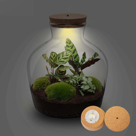 Terrarium – fat joe + led – 30 cm