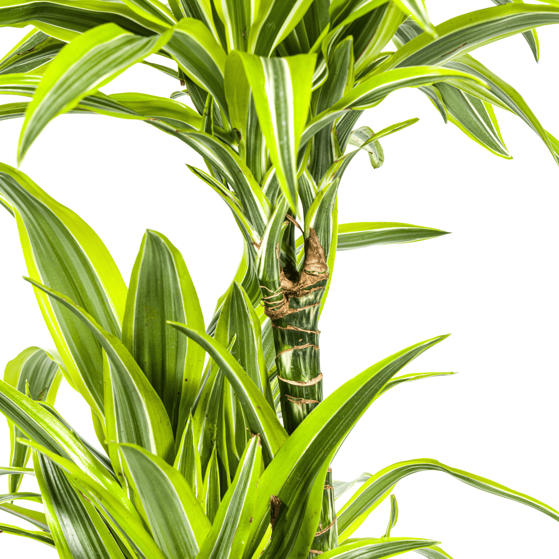 Dracaena Deremensis Lemon Lime Ø24cm - ↕130 - 150cm - Botanic-Vibes