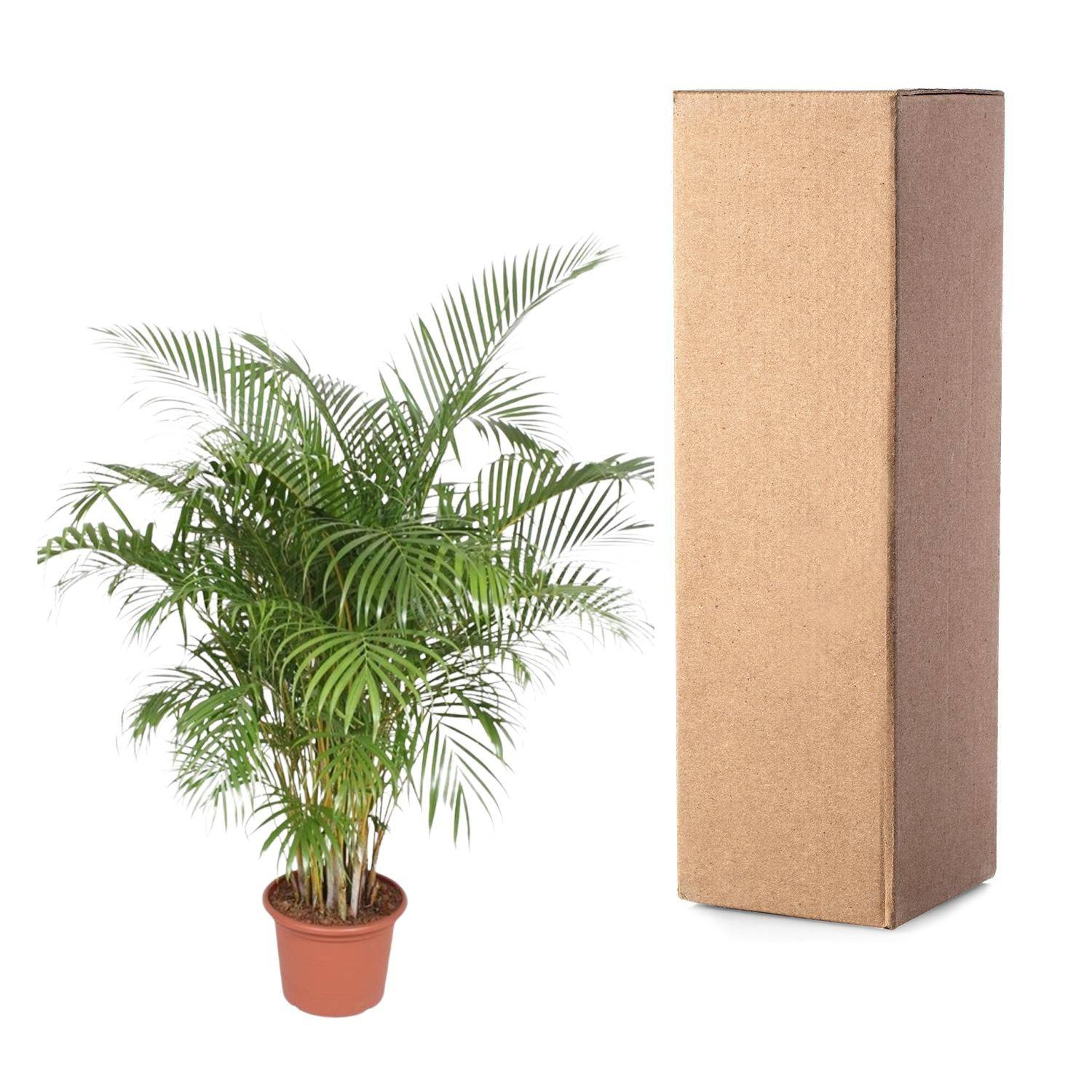 Dypsis lutescens (Areca-Palme) – 200 cm – Ø40 - Botanic-Vibes