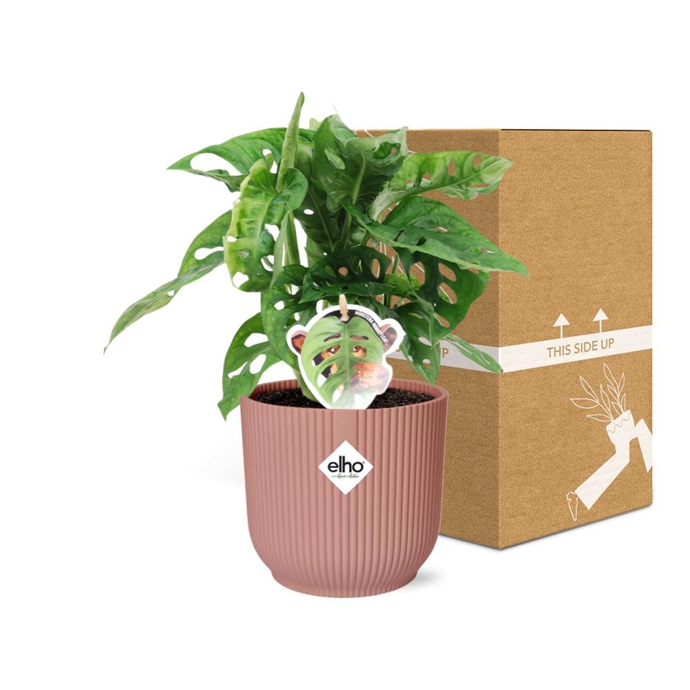 Monstera ‘Monkey Leaf’ im ELHO Vibes Fold, 14 cm, rosa
