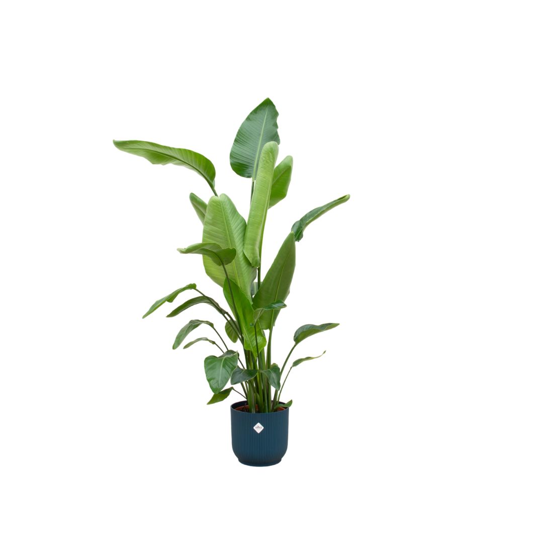 Combi deal - Strelitzia nicolai inklusive elho Vibes Fold Round Blau Ø30 – 160 cm