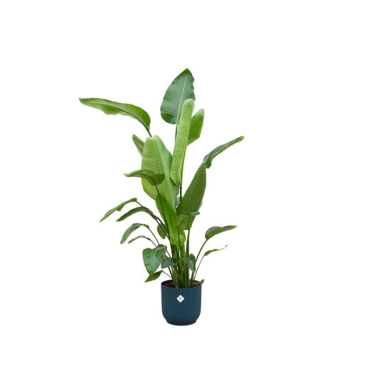 Combi deal - Strelitzia nicolai inklusive elho Vibes Fold Round Blau Ø30 – 160 cm