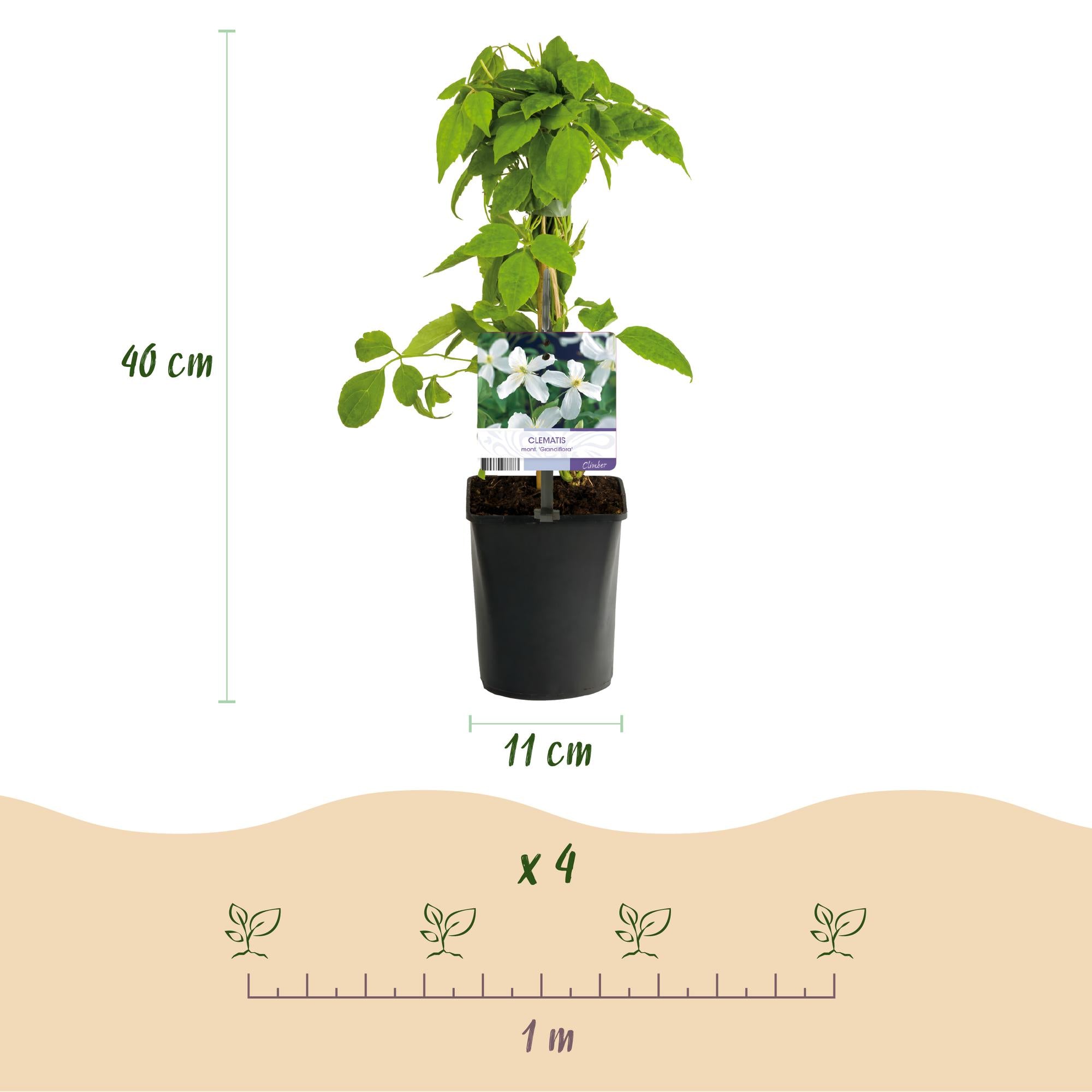 Kletterpflanze, Clematis montana Grandiflora, Blüte Weiß, Frühblühend, Pflegeleicht, 2 Pflanzen, Topf 11 cm 40 cm