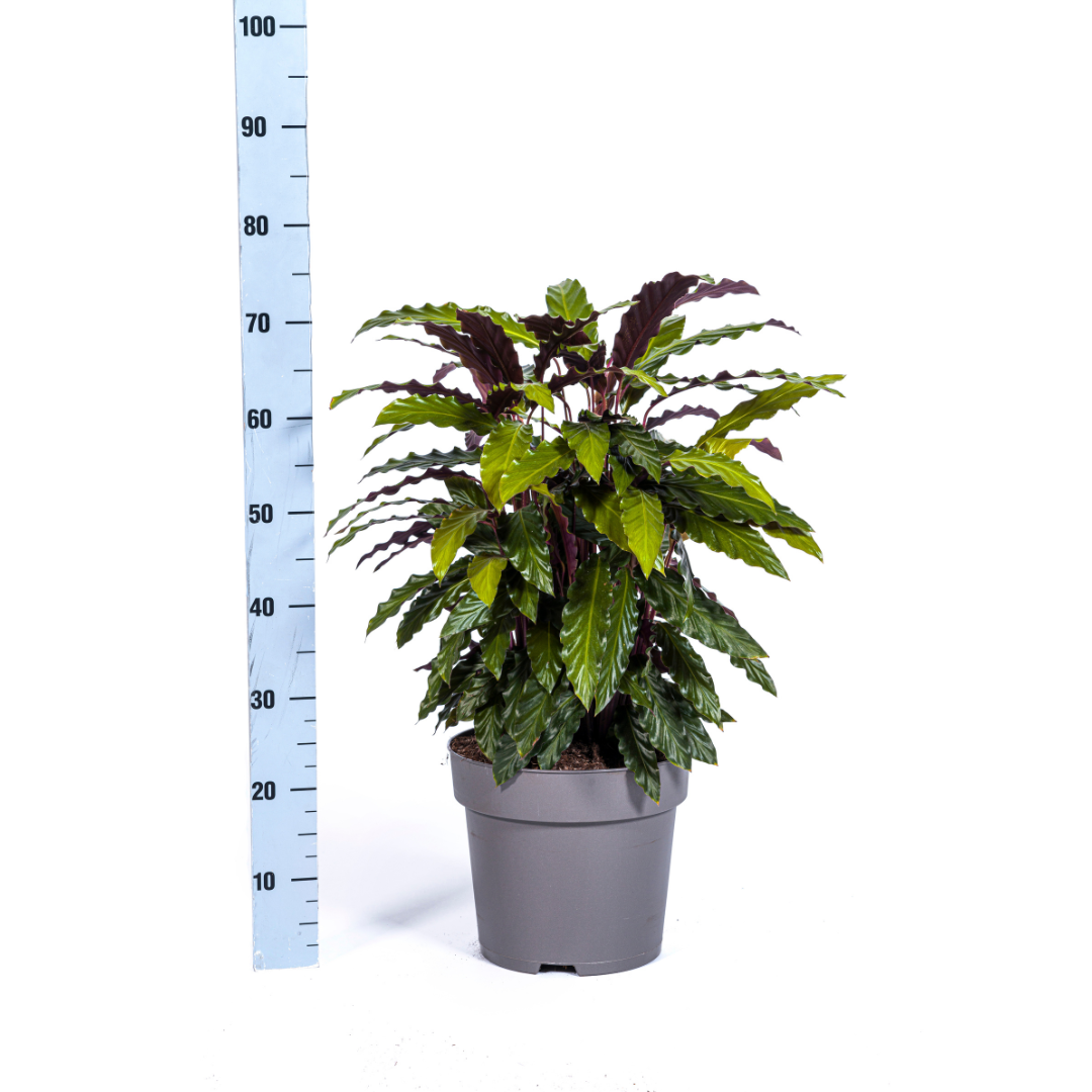 Calathea Rufibarba Ø27cm - ↕60 - 80cm