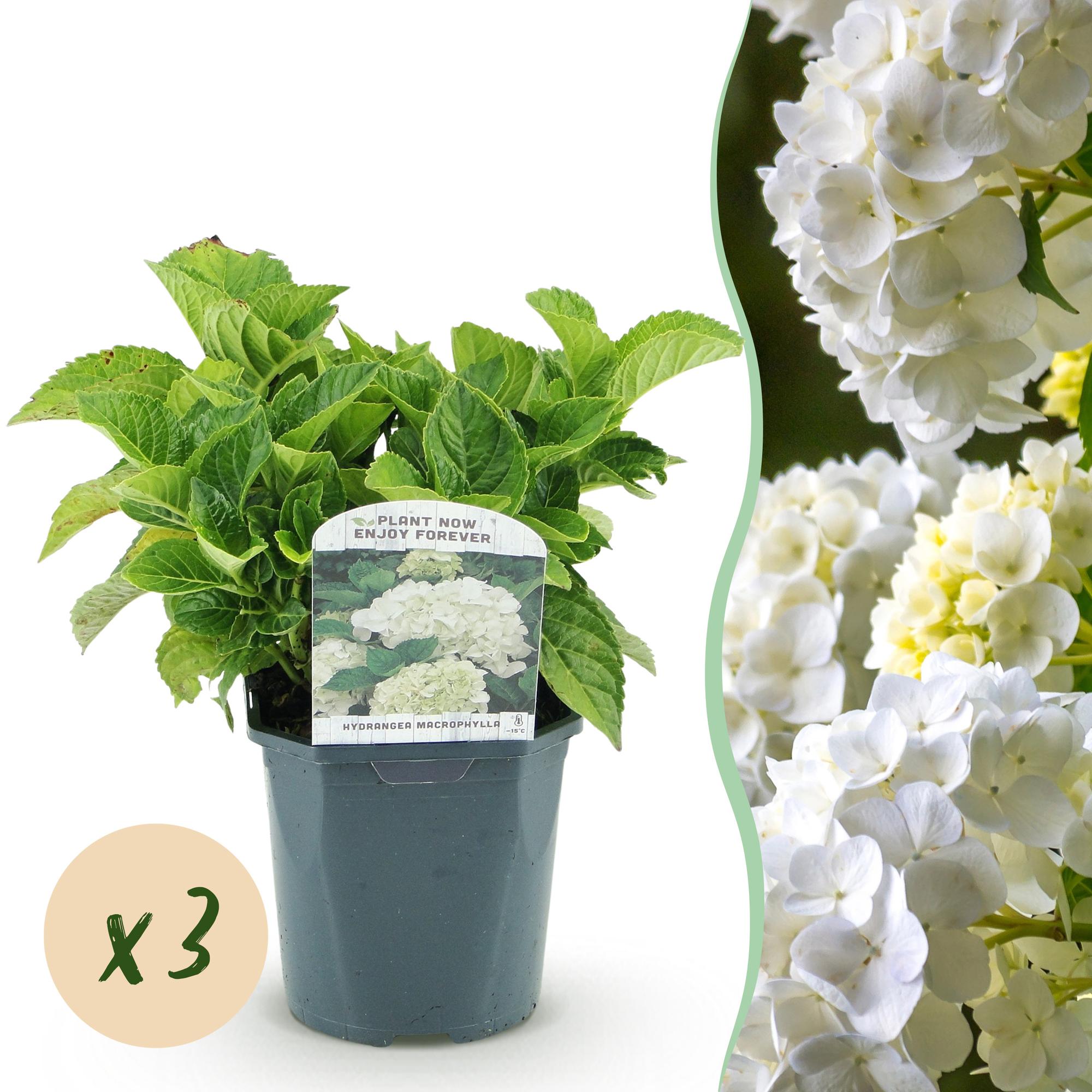 Hortensie, Hydrangea macrophylla Weiß, Blüte Weiß, 3 Pflanzen, 1 m2, Laubabwerfend, Wenig Pflege, Topf 17 cm 30 cm