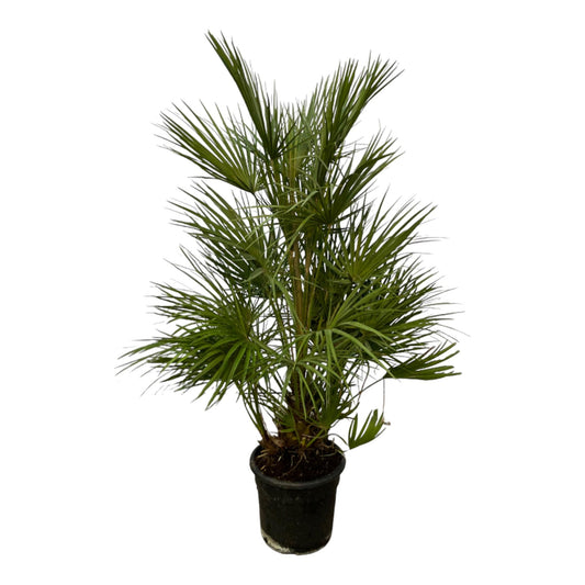Chamaerops humilis – 130 cm – Ø24