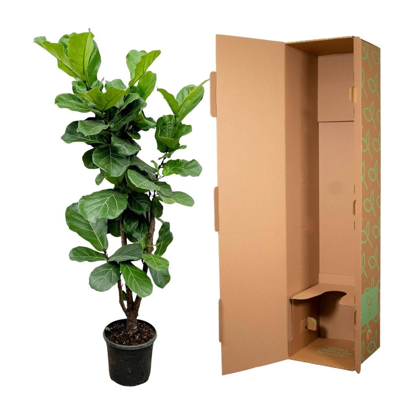 Ficus Lyrata verzweigt – 180 cm – Ø32 - Botanic-Vibes