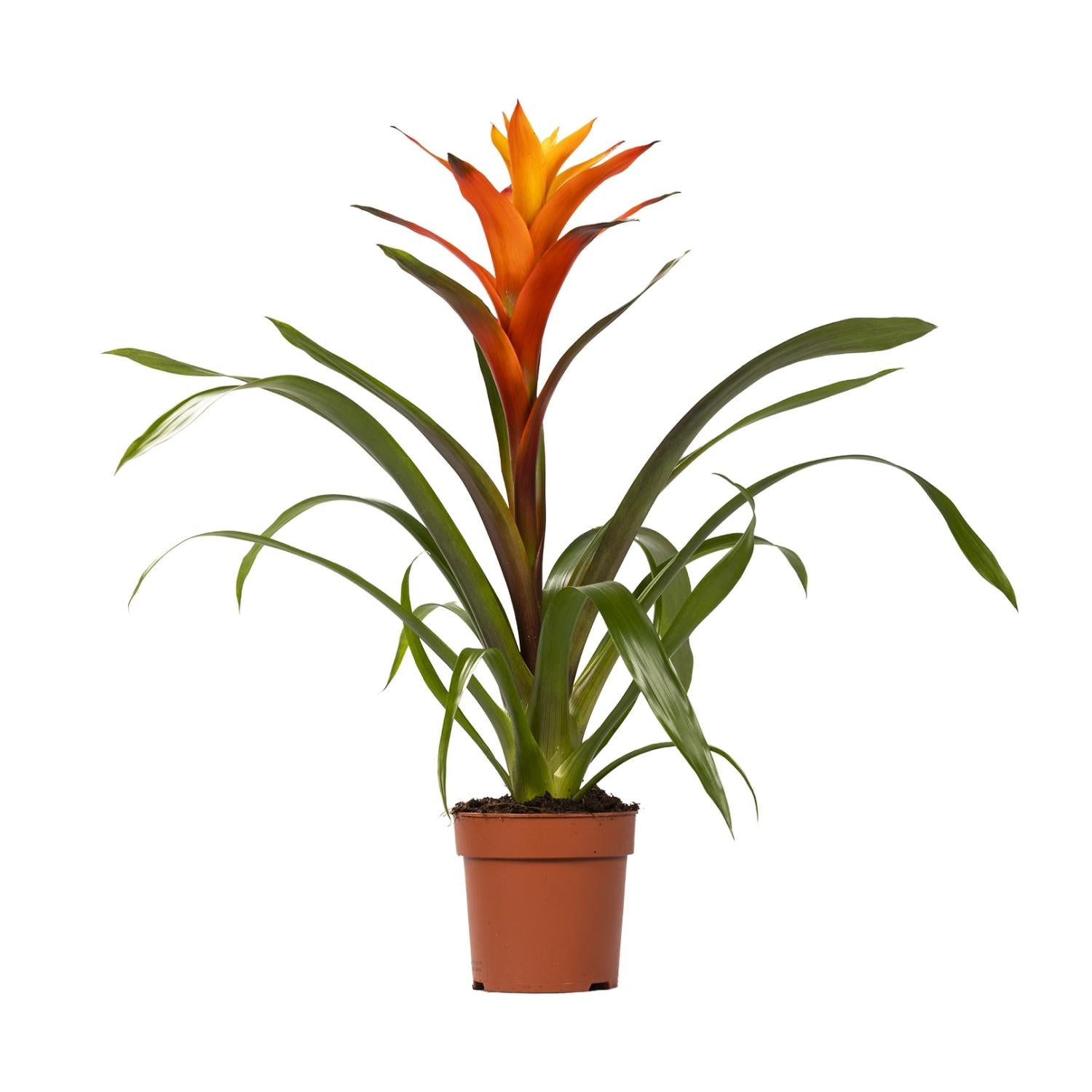 Guzmania Variada, Ø12 cm Höhe 50