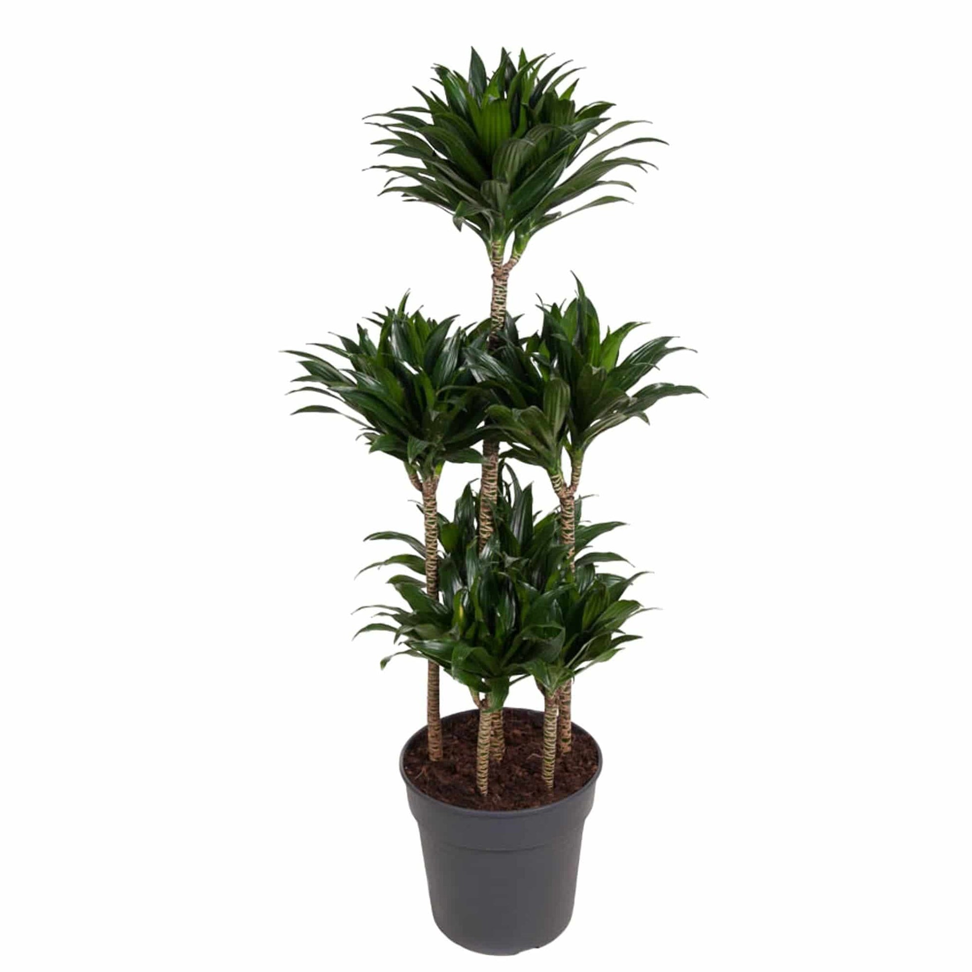 Dracaena compacta carrousel – 130 cm – ø31 - Botanic-Vibes