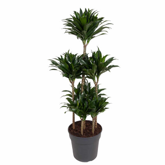 Dracaena compacta carrousel – 130 cm – ø31 - Botanic-Vibes