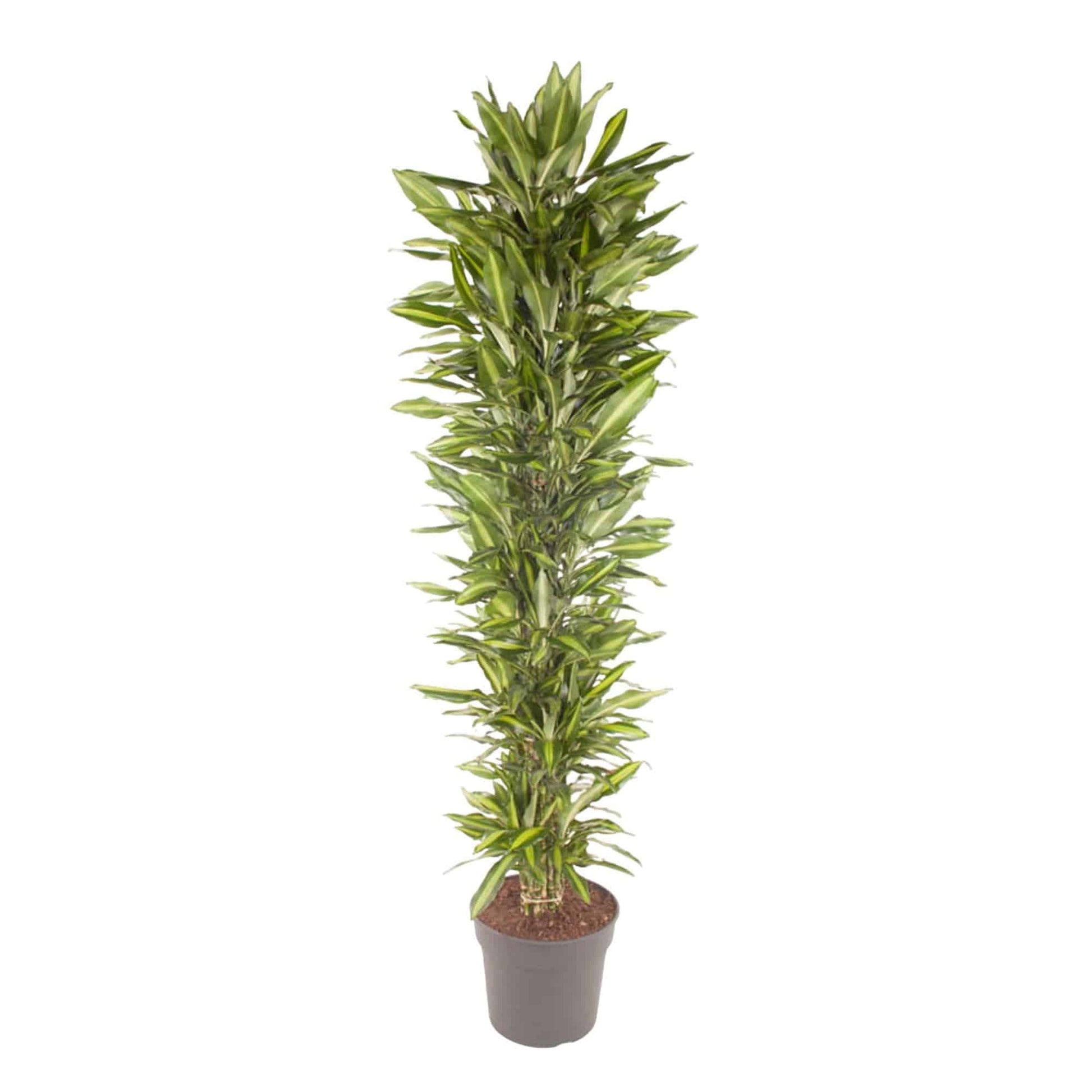 Dracaena cintho verzweigt – 210 cm – ø40 - Botanic-Vibes