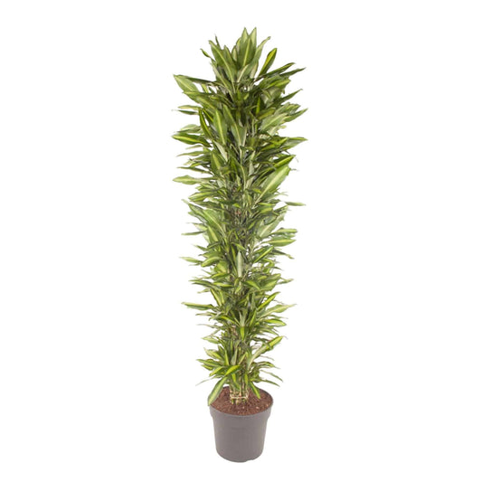 Dracaena cintho verzweigt – 210 cm – ø40 - Botanic-Vibes