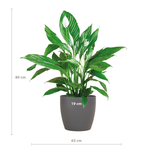 Spathiphyllum mit Viber grau – 80 cm – Ø21 - Botanic-Vibes