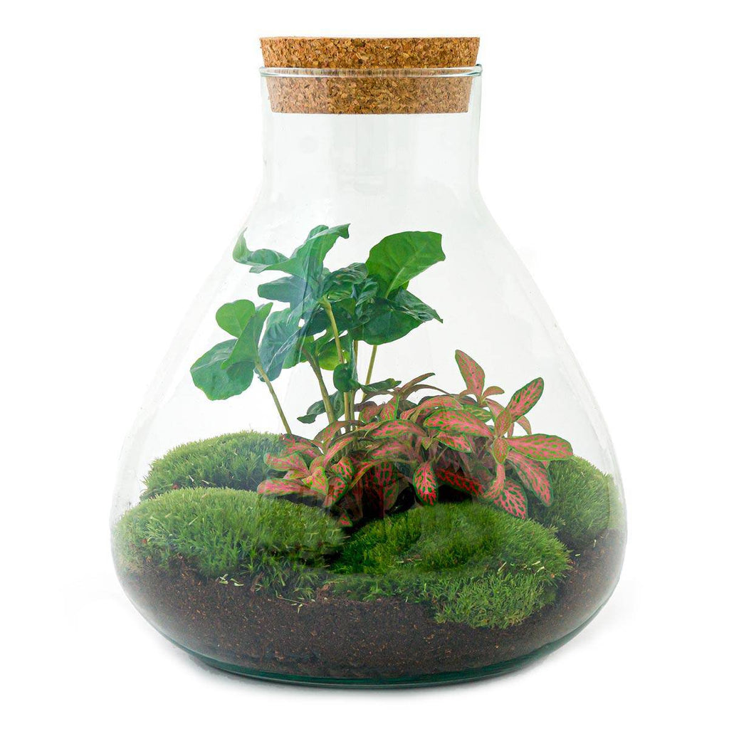 Flaschengarten - Sammie Coffea - Botanic-Vibes