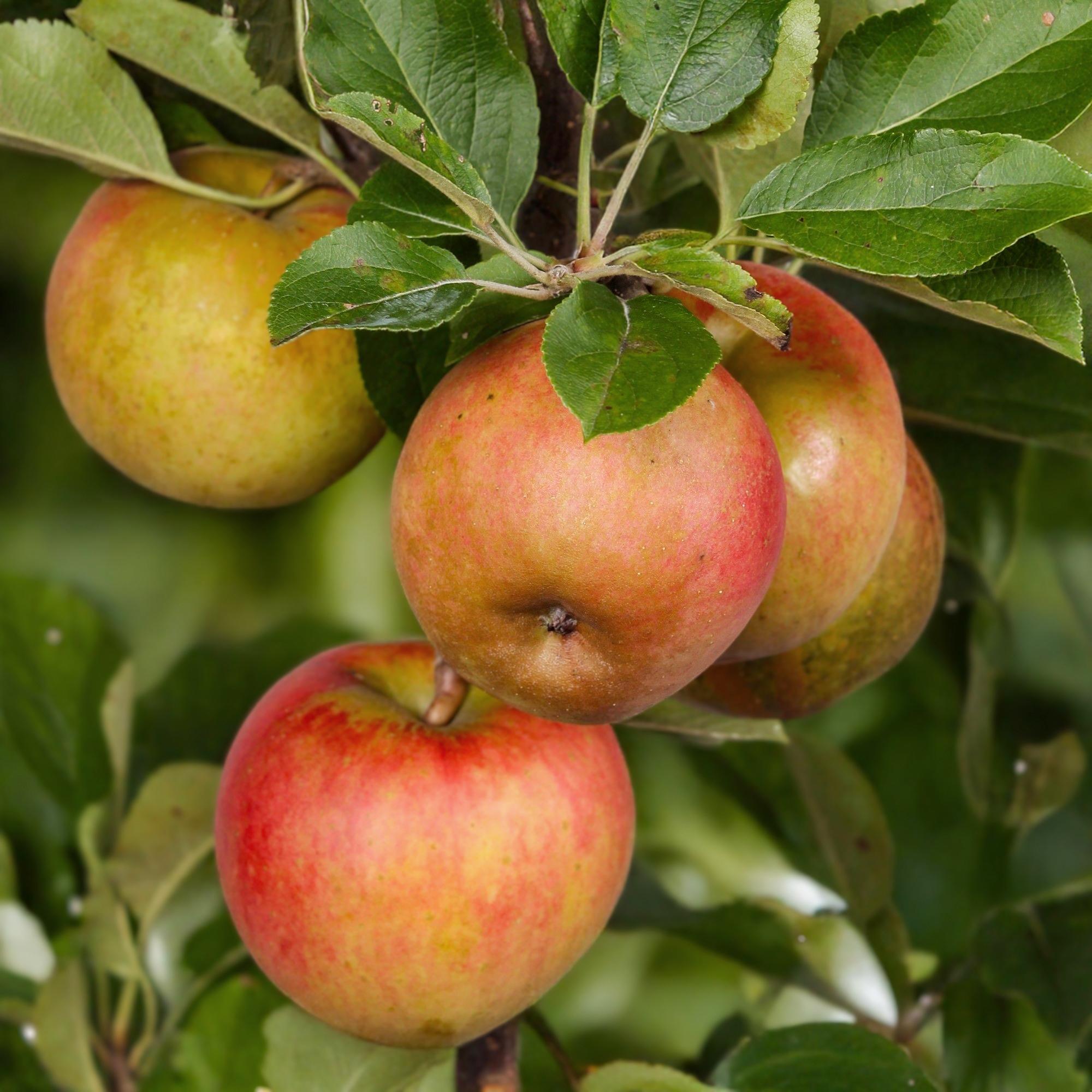 Obstbaum, Malus domestica Elstar, Apfelbaum, Winterhart, Rot-Grüner Apfel, 1 Pflanze, Topf 21 cm, 90 cm