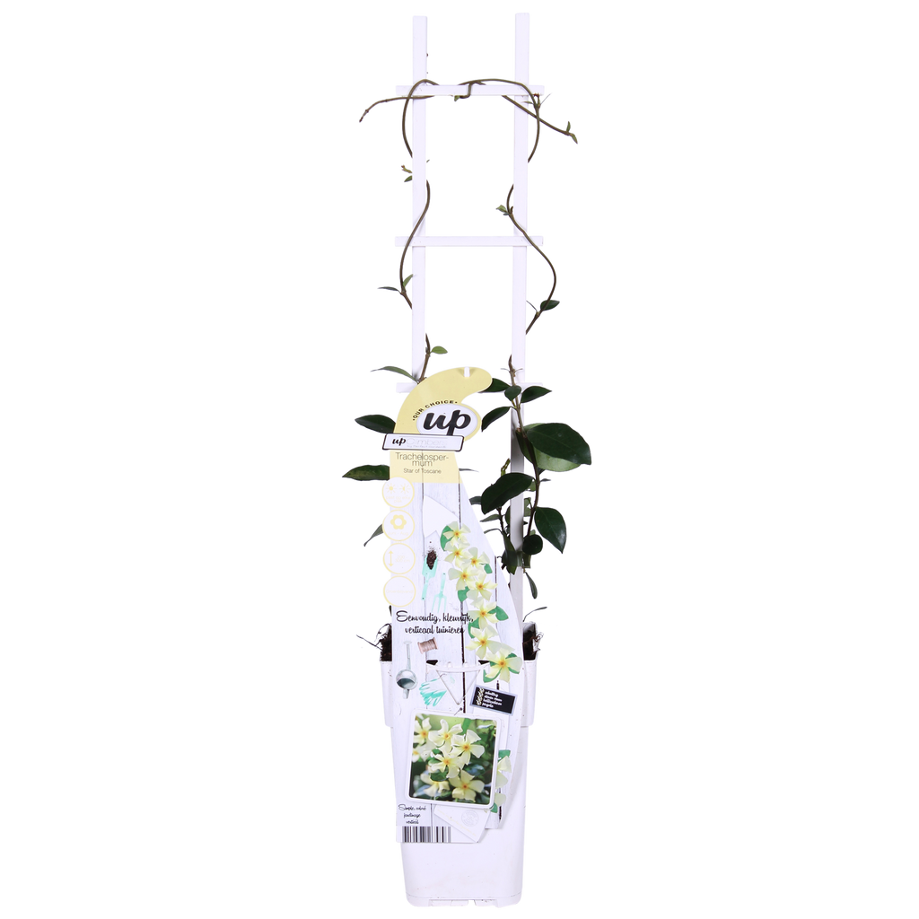 2x, Trachelospermum 'Star of Toscana', 65 cm, Ø15 cm