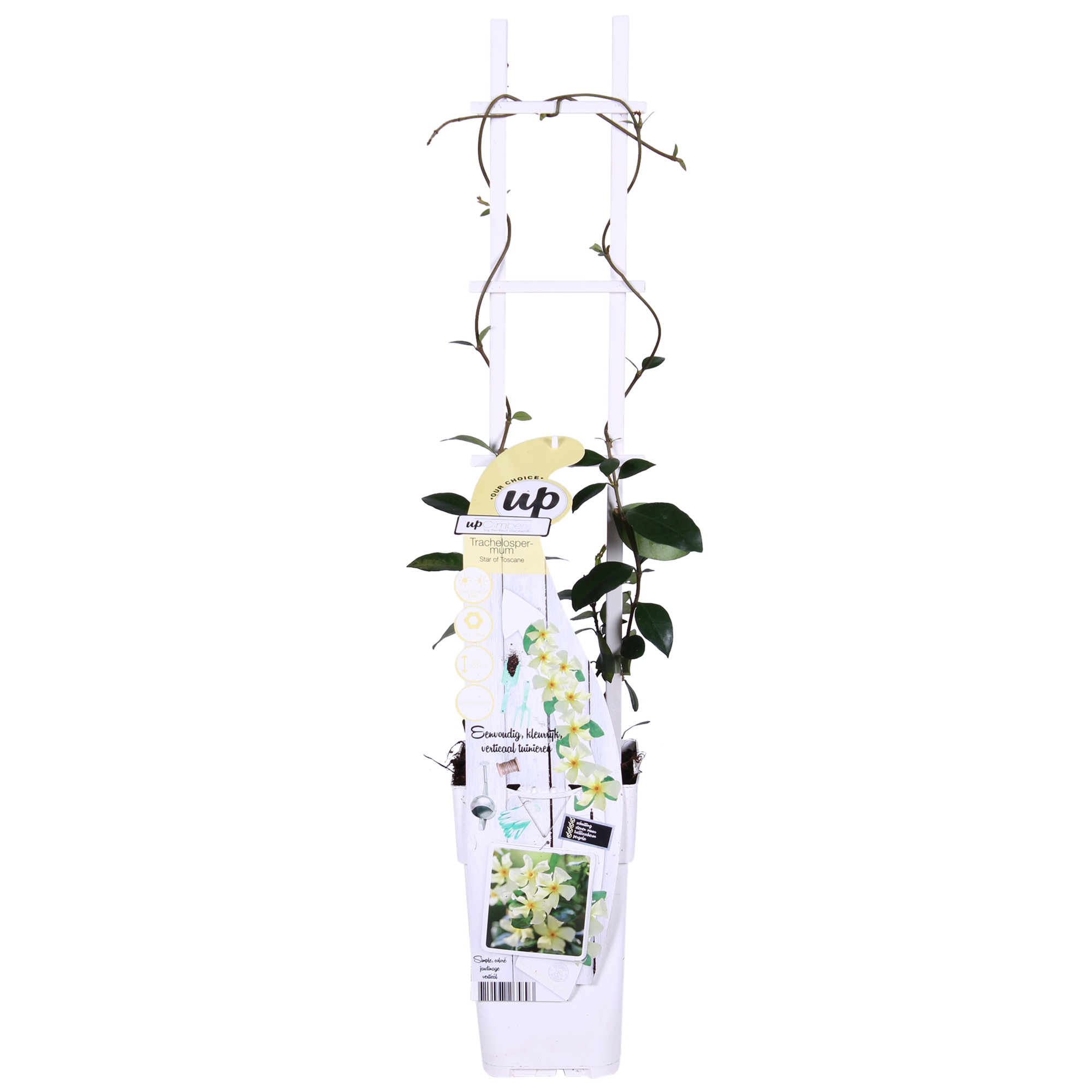 2x, Trachelospermum 'Star of Toscana', 65 cm, Ø15 cm