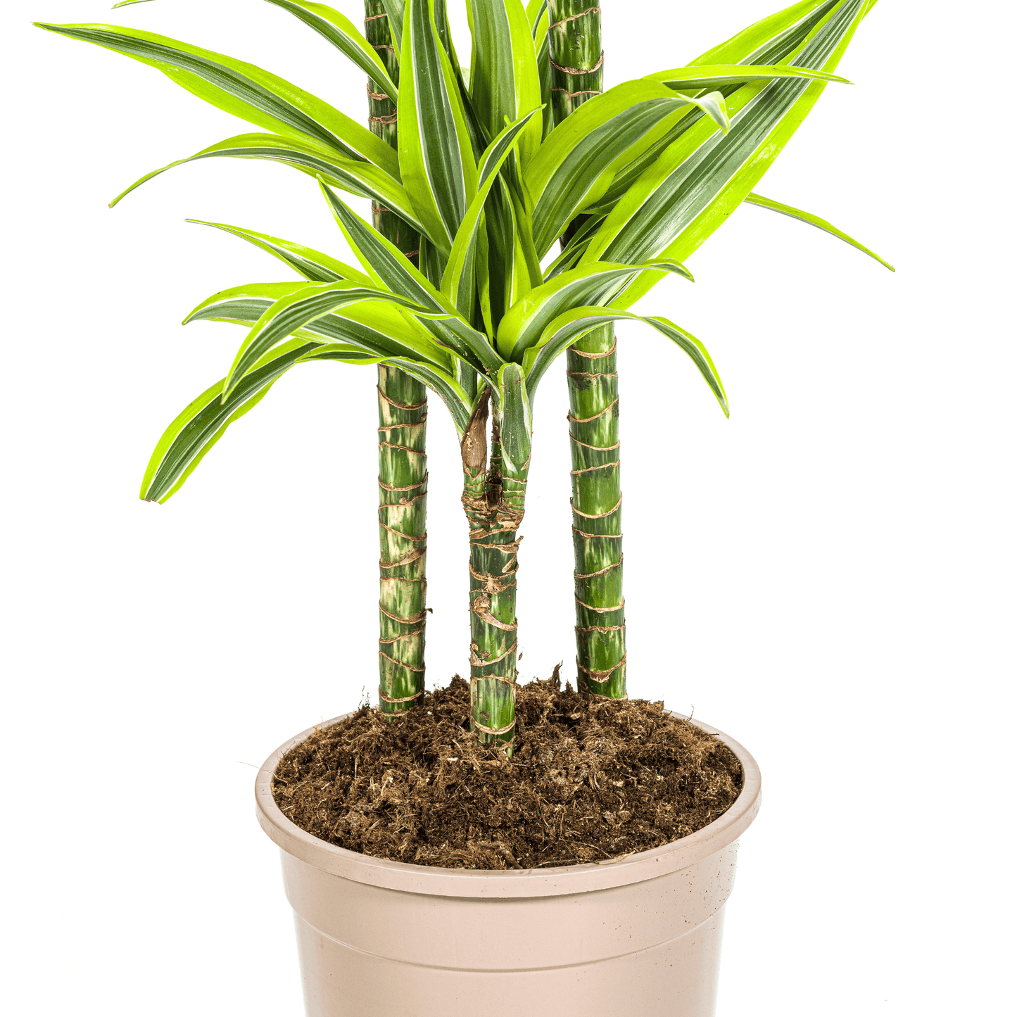 Dracaena Deremensis Lemon Lime Ø24cm - ↕130 - 150cm - Botanic-Vibes