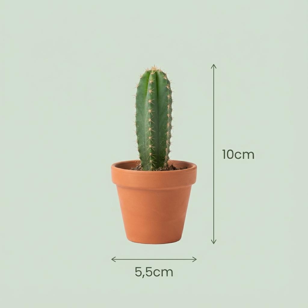 Mini Kakteen Set, 3 Stück, Ø5 cm.5 cm, 5-10 cm