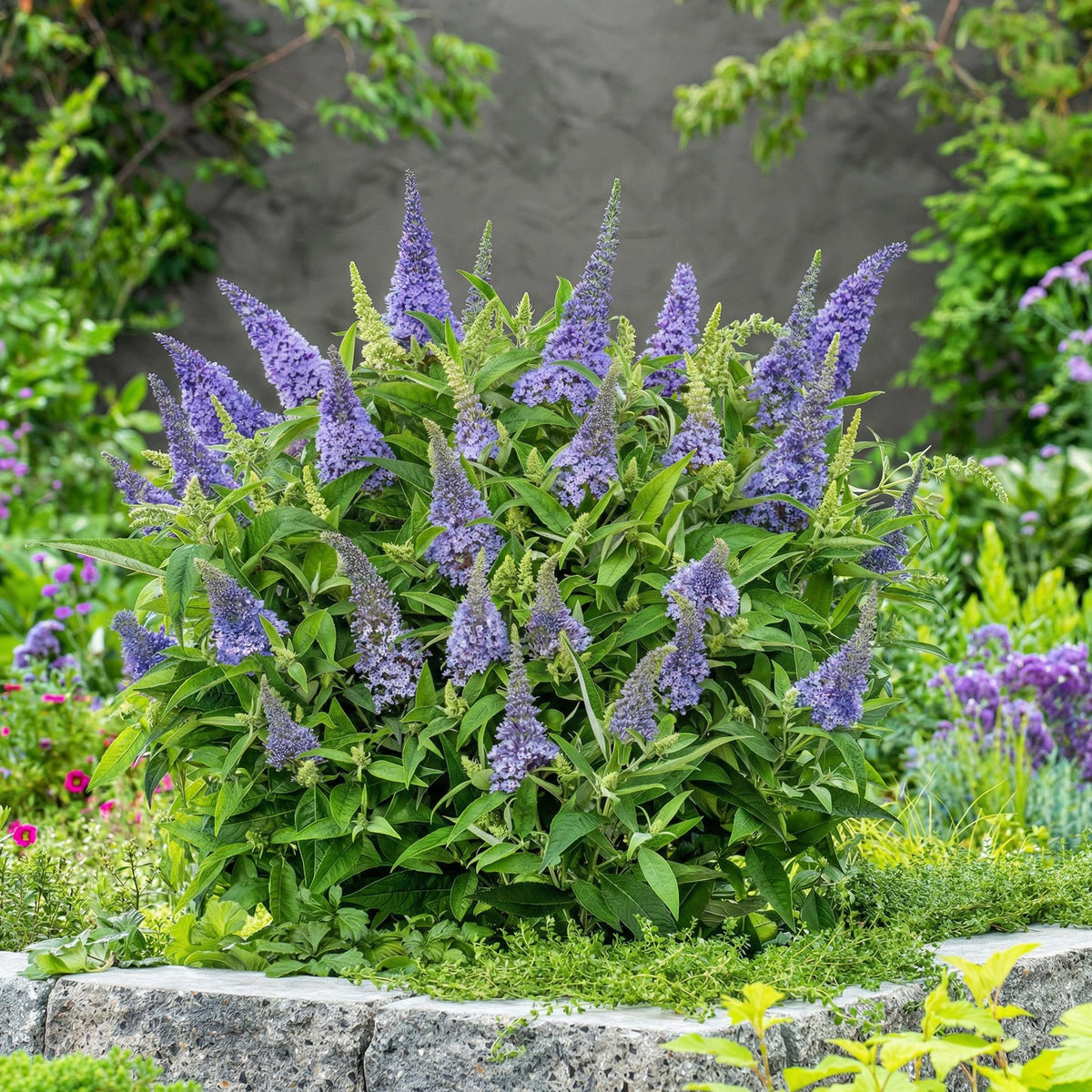 Green boutiQ, Gartenpflanze, Buddleja davidii Butterfly Candy Little Lila, Schmetterlingsstrauch, Kompakt, Lila, Topf 12cm, Höhe 20, 25cm