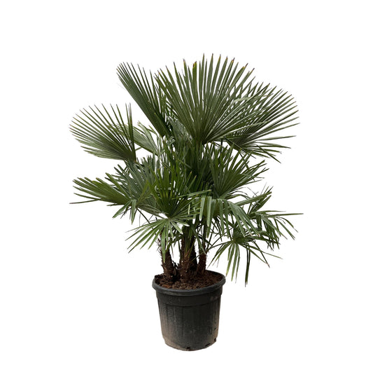 Trachycarpus multi-stamm – 230cm – Ø50