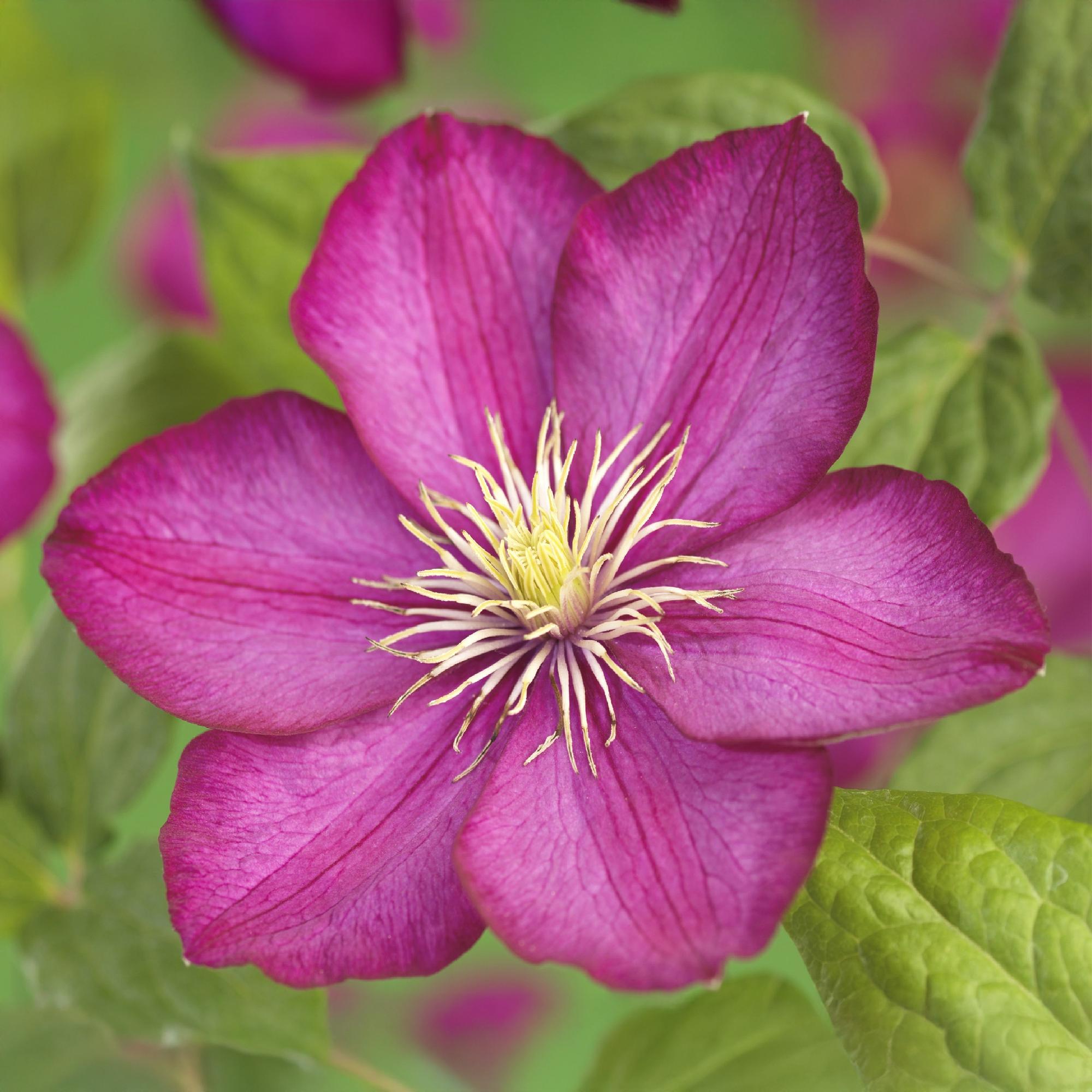 Kletterpflanze, Clematis Ville de Lyon, Blüte Rosa, Wenig Pflege, 2 Pflanzen, Topf 11 cm 40 cm