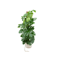 Combi deal - Monstera pertusum XL inklusive elho Vibes Fold Round Weiß Ø30 – 150 cm - Botanic-Vibes