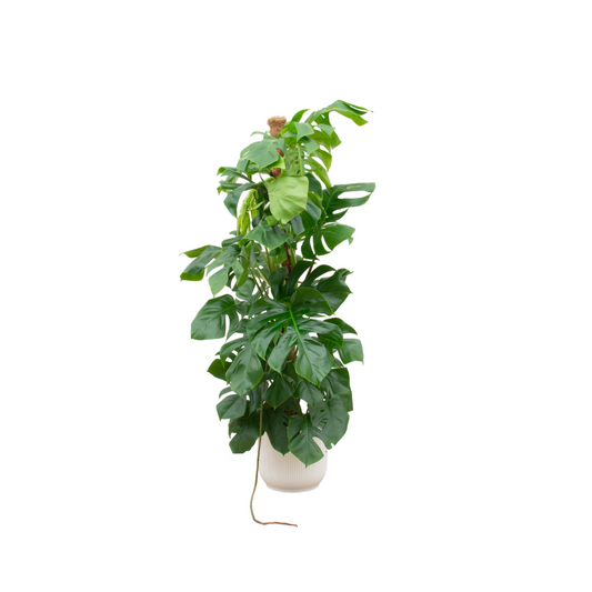 Combi deal - Monstera pertusum XL inklusive elho Vibes Fold Round Weiß Ø30 – 150 cm