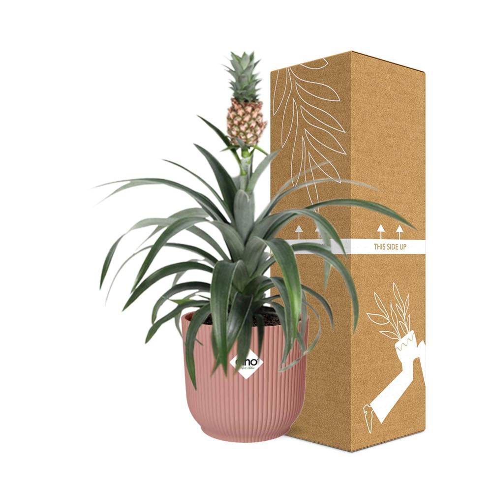 Mother's Day, Ananas Mi Amigo im ELHO Vibes Fold, 14 cm, rosa