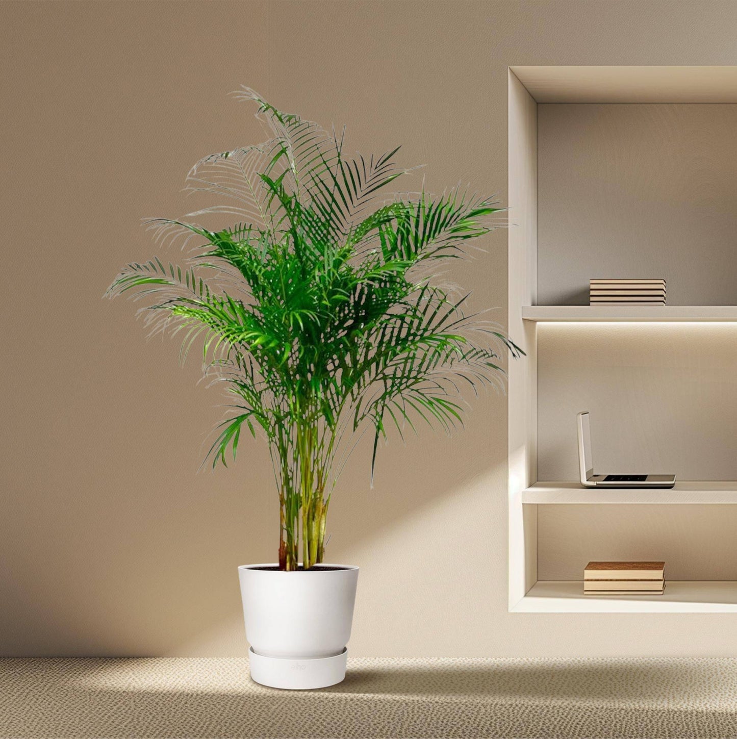 Dypsis lutescens (Areca-Palme) – 180 cm – Ø27 - Botanic-Vibes
