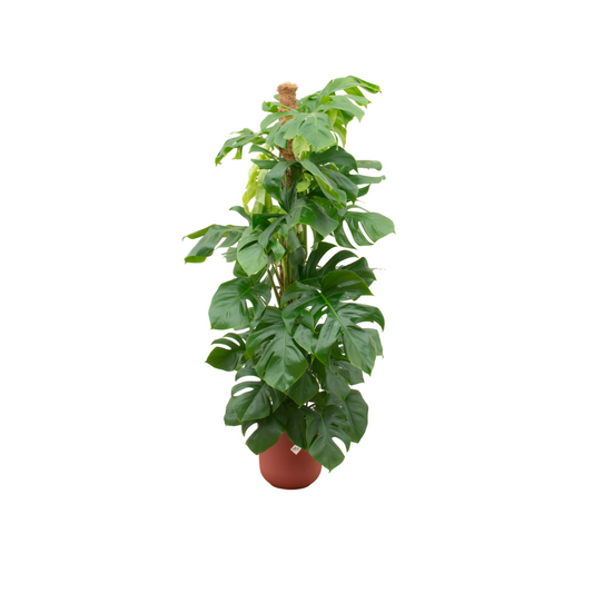 Combi deal - Monstera pertusum XL inklusive elho Jazz Round Rot Ø26 – 150 cm